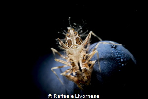 snooted tiger shrimp on blue seastar by Raffaele Livornese 